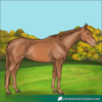 Horse Color:Chestnut Appaloosa