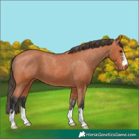 Horse Color:Bay Appaloosa