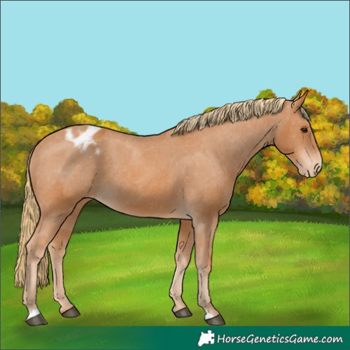 Horse Color:Chestnut Varnish 