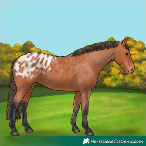 Horse Color:Bay Blanket 