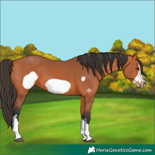 Horse Color:Bay Frame 