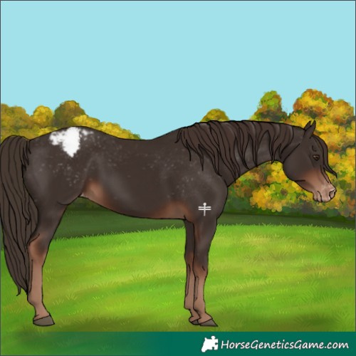 Horse Color:Liver Chestnut Appaloosa 