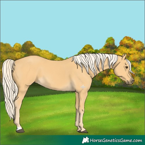 Horse Color:Palomino 