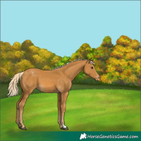 Horse Color:Palomino Appaloosa 