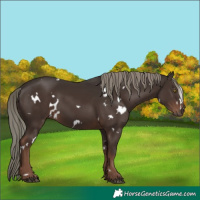 Horse Color:White Spotted Liver Chestnut Mushroom 