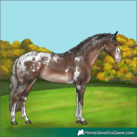 Horse Color:Liver Chestnut Mushroom Sabino Tobiano Appaloosa Rabicano 