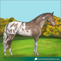 Horse Color:Liver Red Dun Mushroom Tobiano Blanket 