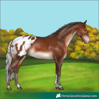 Horse Color:Silver Brown Mushroom Tobiano Blanket 