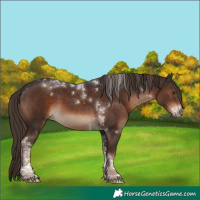 Horse Color:Liver Chestnut Tobiano 