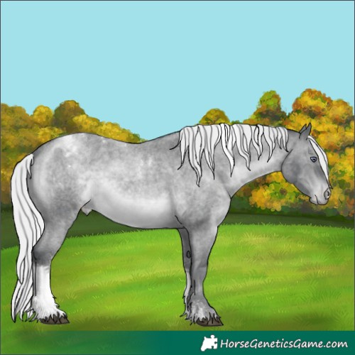 Horse Color:Silver Brown Chinchilla Roan Tobiano Appaloosa 