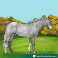 Horse Color:Silver Brown Chinchilla Roan Tobiano Appaloosa 