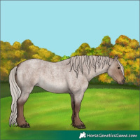 Horse Color:Chocolate Silver Grullo Roan 