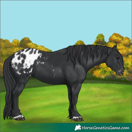 Horse Color:Black Appaloosa