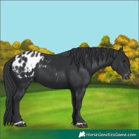 Horse Color:Black Appaloosa 
