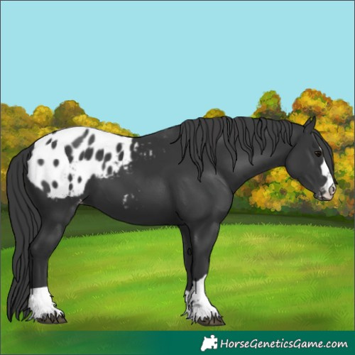 Horse Color:Black Appaloosa