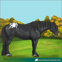 Horse Color:Black Appaloosa