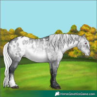 Horse Color:Silver Brown Chinchilla Dun Sabino Appaloosa 