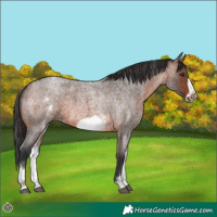 Horse Color:White Spotted Brown Roan Frame