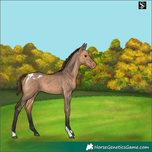 Horse Color:Bay Dun Tobiano Appaloosa 