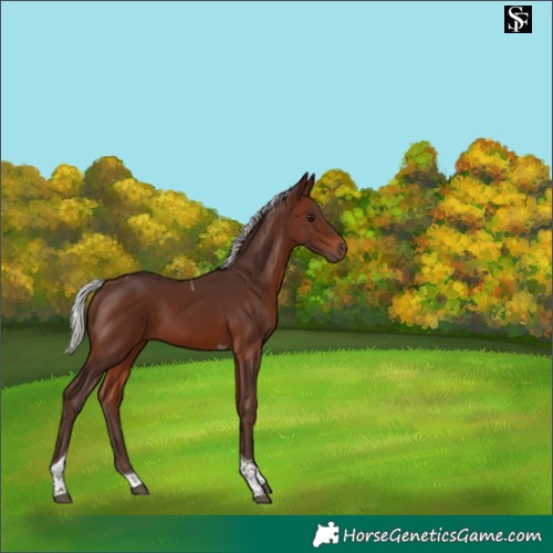 Horse Color:Silver Brown Tobiano