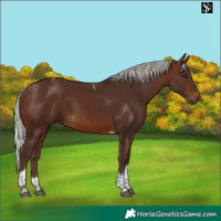 Horse Color:Silver Brown Tobiano