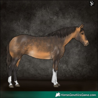 Horse Color:Buckskin Tobiano