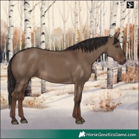 Horse Color:Liver Red Dun Rabicano 