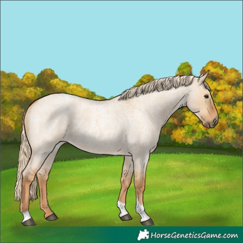 Horse Color:Red Dun Roan Tobiano