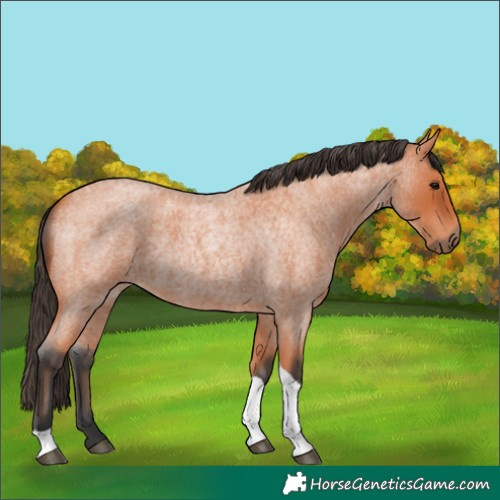 Horse Color:Bay Roan Tobiano