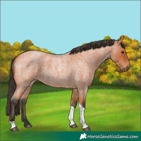 Horse Color:Bay Roan Tobiano 