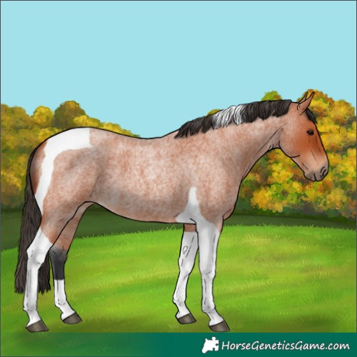 Horse Color:Bay Roan Tobiano