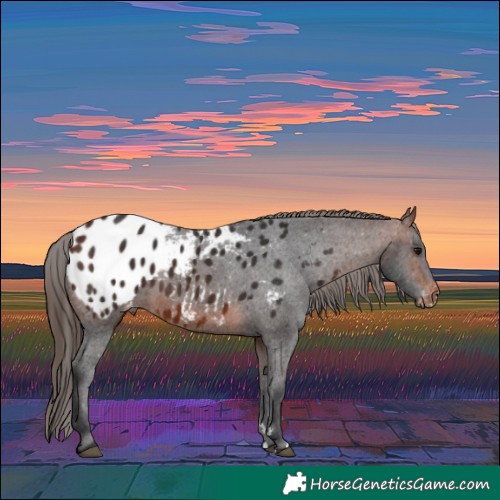 Horse Color:Brown Appaloosa Rabicano 