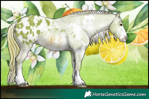 Horse Color:Watercolor White Spotted Chestnut Sabino Appaloosa 