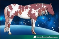 Horse Color:Watercolor White Spotted Chestnut 