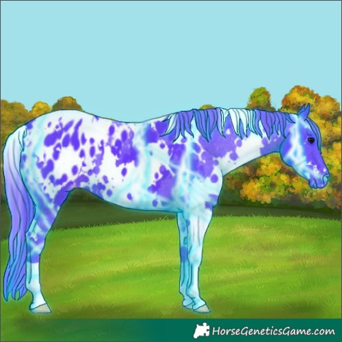 Horse Color:Thunderstruck Watercolor White Spotted Black Appaloosa 