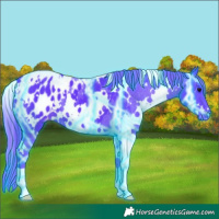 Horse Color:Thunderstruck Watercolor White Spotted Black Appaloosa