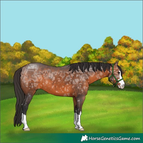 Horse Color:Brown Ice 
