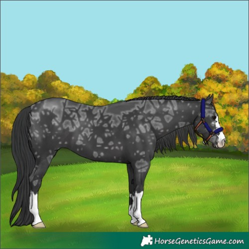 Horse Color:Black Ice