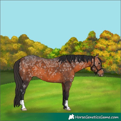 Horse Color:Brown Ice