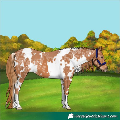Horse Color:White Spotted Chestnut Ice