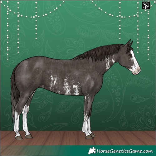 Horse Color:Liver Chestnut Sabino Splash Appaloosa  and Liver Chestnut Sabino Splash Appaloosa 