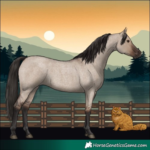 Horse Color:Liver Red Dun Roan Rabicano 