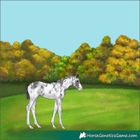Horse Color:Smoky Black Sabino
