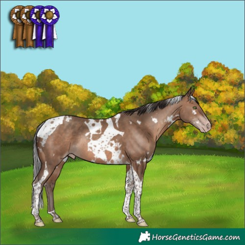 Horse Color:White Spotted Sable Champagne Tobiano Rabicano 