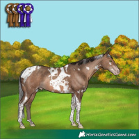 Horse Color:White Spotted Sable Champagne Tobiano Rabicano