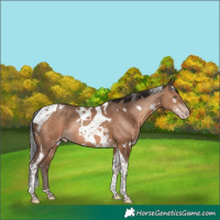 Horse Color:White Spotted Sable Champagne Tobiano Rabicano 
