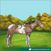 Horse Color:White Spotted Sable Champagne Tobiano Rabicano 