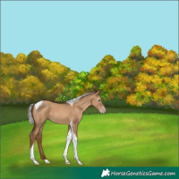 Horse Color:Gray Silver Classic Champagne Dun Tobiano 