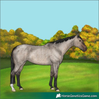 Horse Color:Brown Roan Dun Brindle
