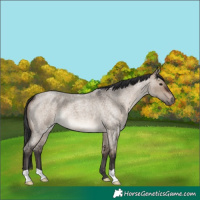Horse Color:Brown Roan Dun 